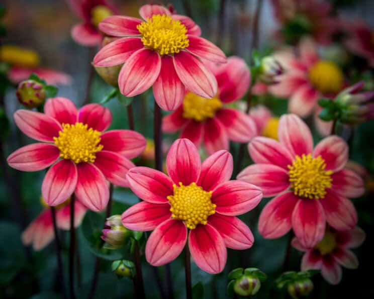 Close-up of vibrant red and pink flowers with yellow centers surrounded by green leaves and buds, perfect for your plant shopping list. The flowers are in full bloom, radiating a bright and cheerful atmosphere. The background is softly blurred, highlighting the flowers in the foreground.