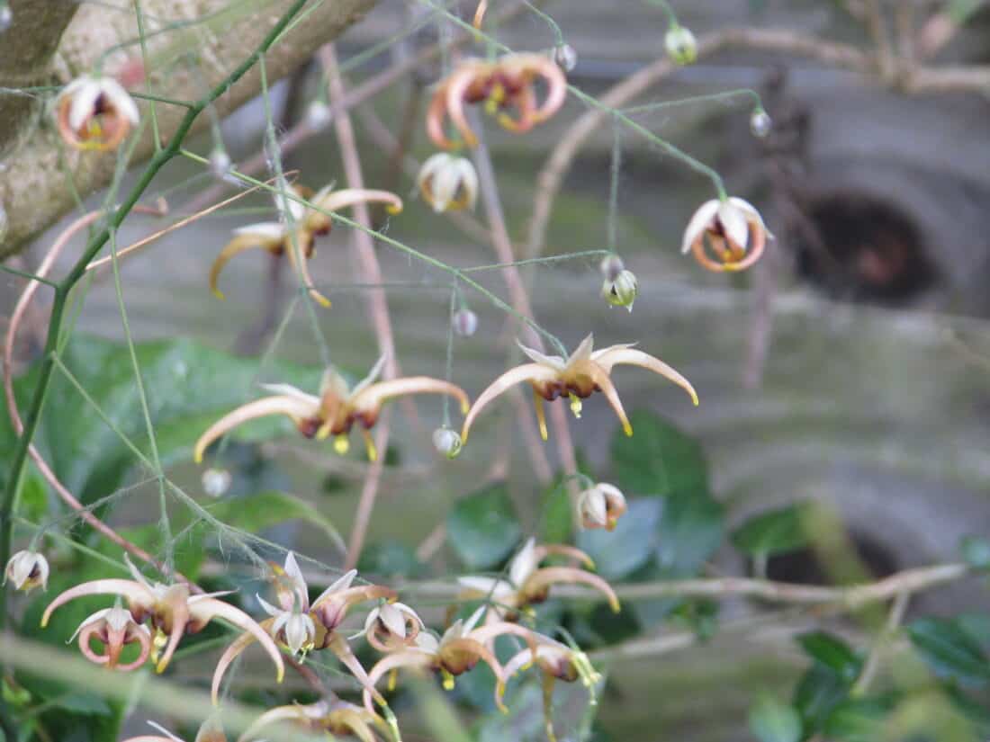 A close-up of delicate epimedium wushanense flowers.