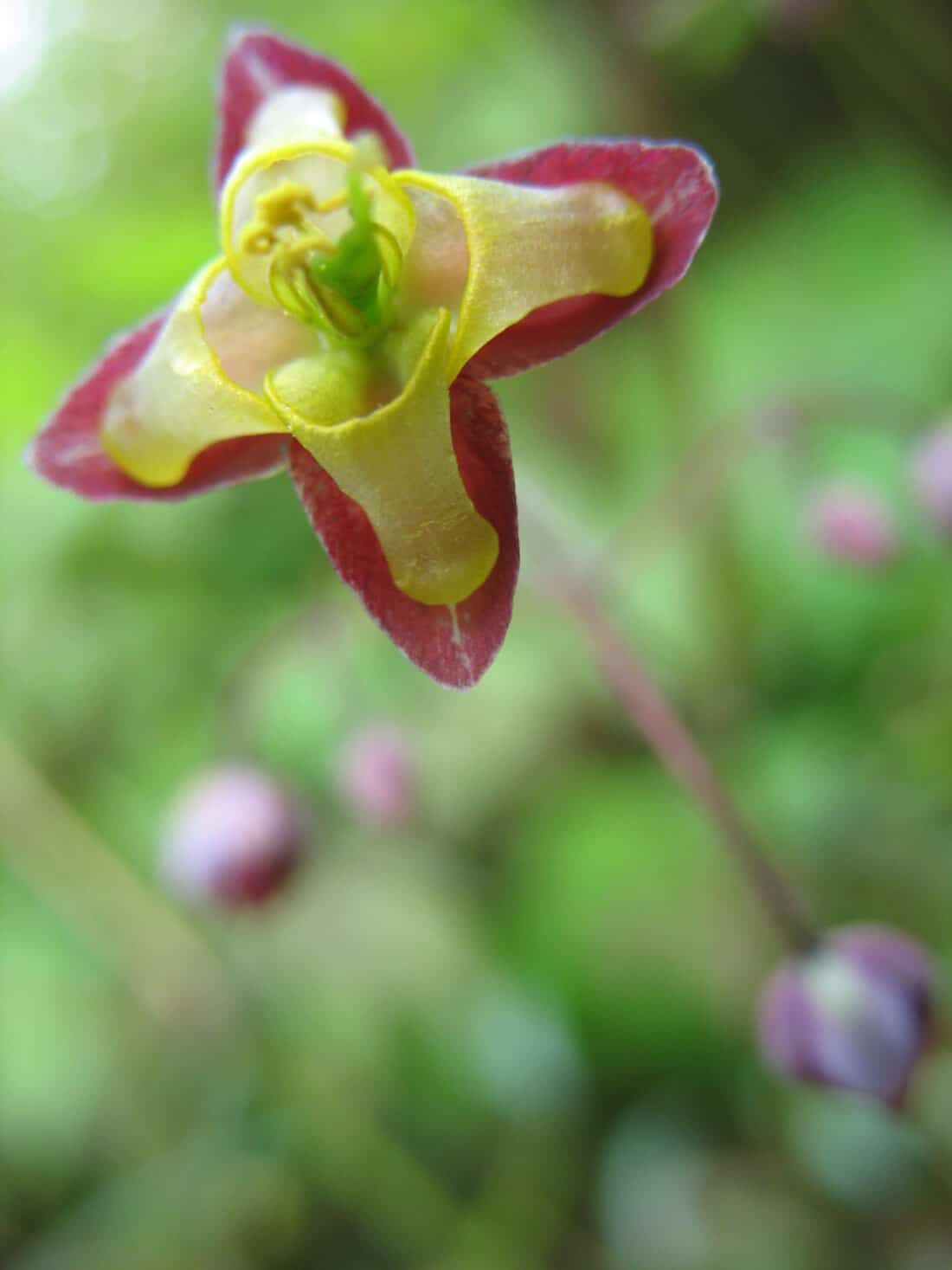 Close-up of a delicate epimedium flower with yellow petals trimmed in pink, showcasing intricate details of its central structures. The background is softly blurred with shades of green, enhancing the flower's vivid colors and making it the focal point of the image.