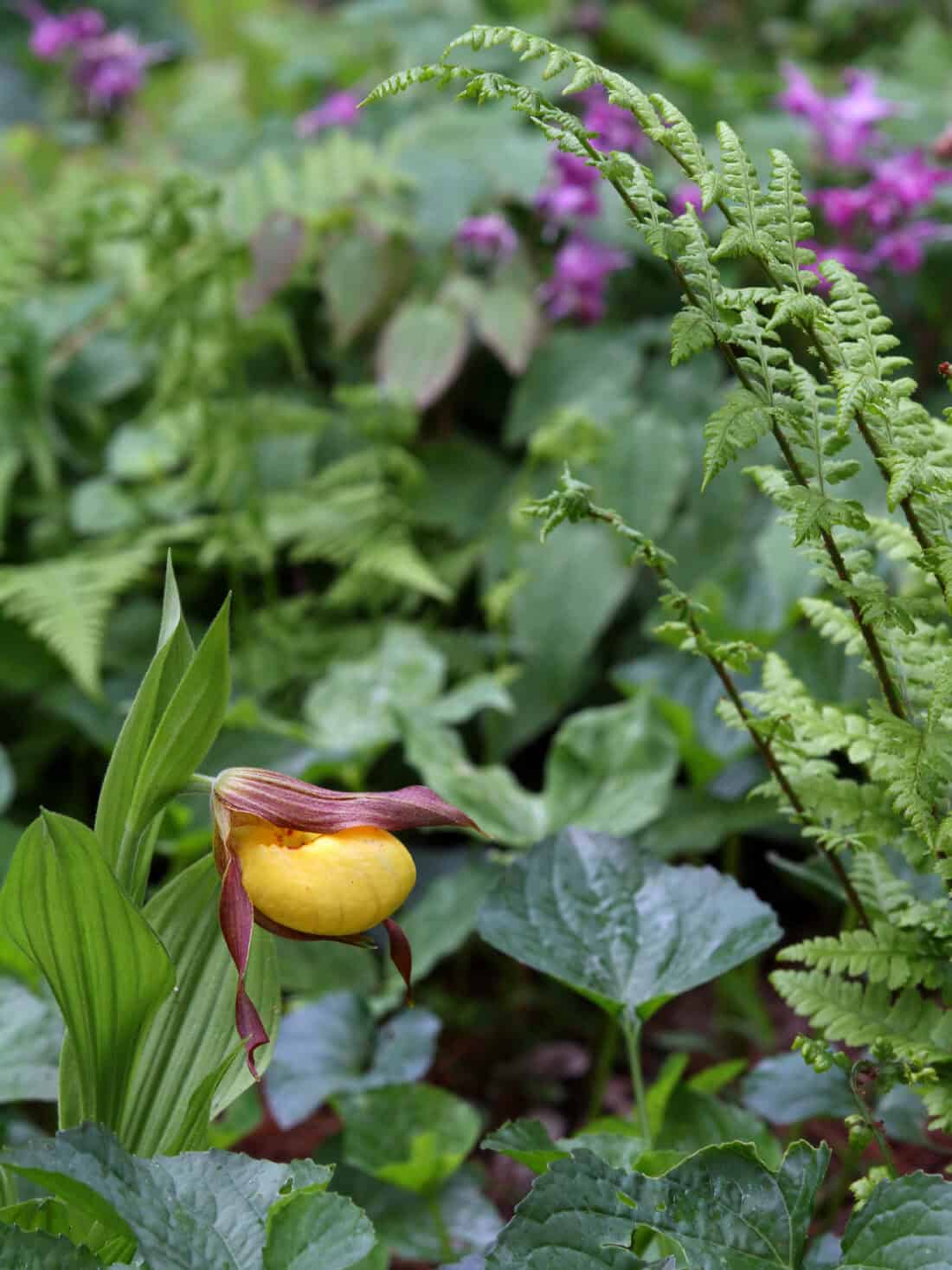 A yellow lady's slipper orchid with a maroon tip blooms among lush green foliage, delicate ferns, and epimedium rubrum. In the background, small purple flowers add pops of color to the vibrant garden scene.