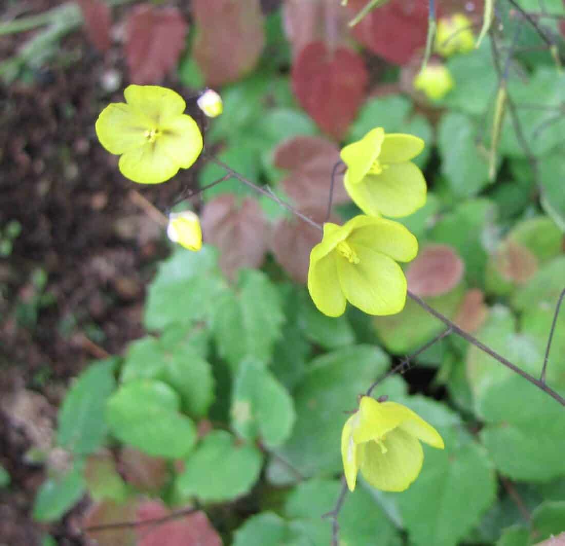 Close-up shot of delicate yellow Epimedium flowers with heart-shaped petals and slender stems, set against a backdrop of green and reddish-brown leaves on a plant.