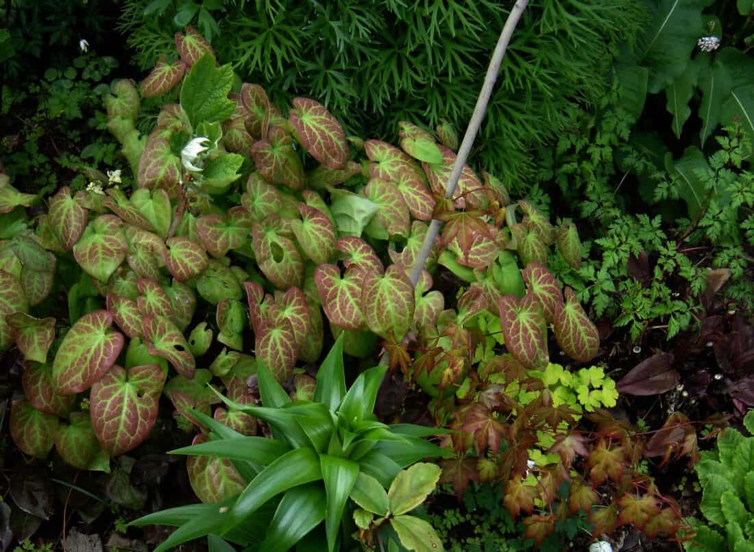 A dense collection of various green plants in a garden, featuring broad leaves with reddish-brown veins, some pointed leaves, and delicate fern-like foliage. Among the mix are textures and shades of green with hints of red and brown, including charming epimediums that enrich the vibrant landscape.