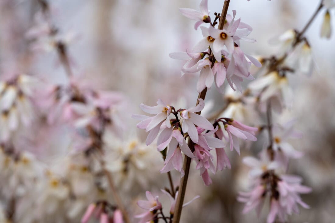 Close-up of delicate pink and white blossoms on thin branches. The flowers have small, pointed petals and are densely clustered, resembling the elegance of white forsythia. A soft, out-of-focus background enhances the intricate details of the blooms. The overall scene conveys a springtime ambiance.