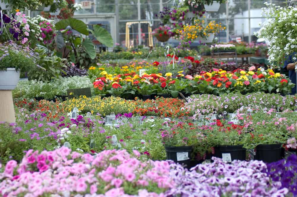 A vibrant garden center filled with blooming flowers in pots, showcasing pink, purple, red, yellow, and white blossoms. Hanging plants and lush foliage populate the background alongside an array of gardening supplies perfect for your plant shopping needs.