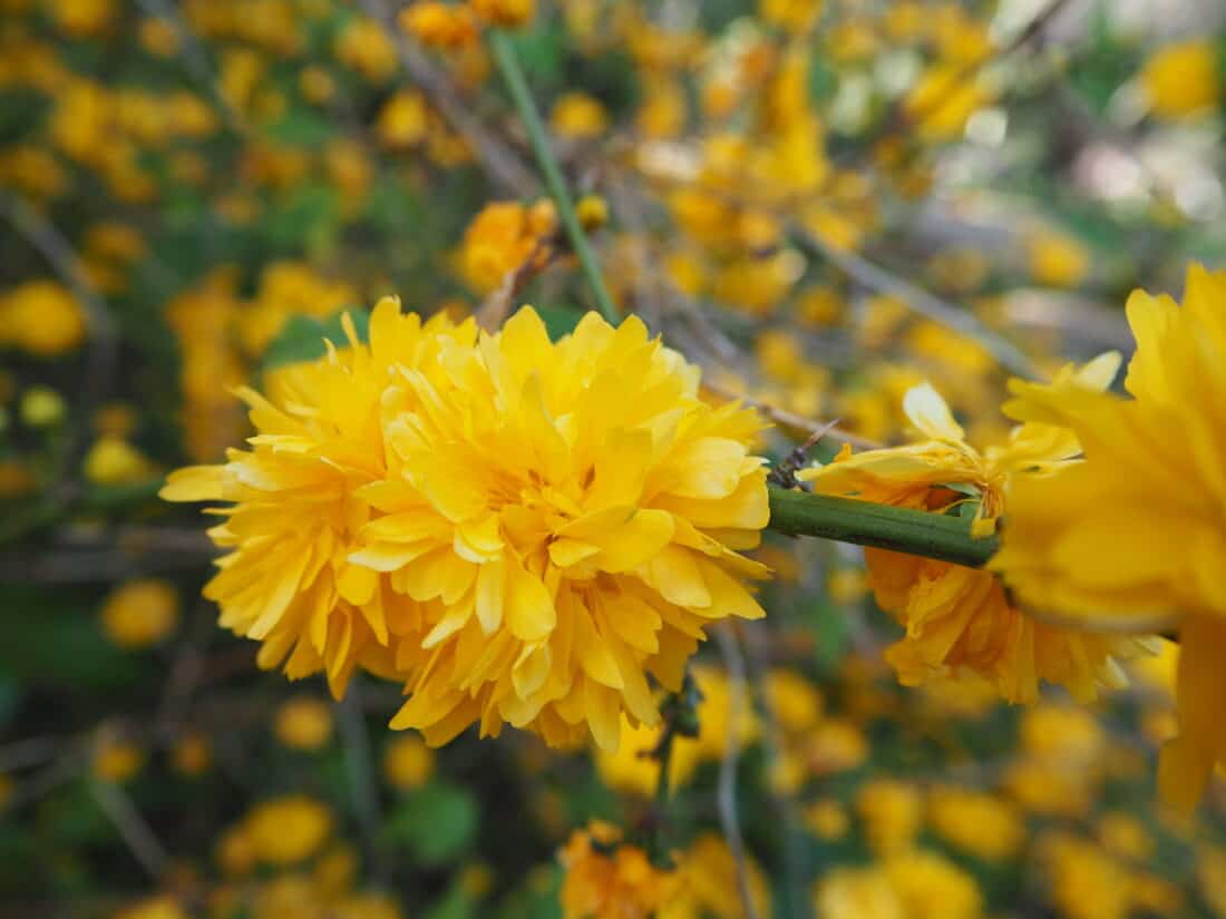 Close-up of bright yellow flowers in bloom, with a soft-focus background showcasing more flowers and greenery from a forsythia bush. The flowers have multiple layers of delicate petals, creating a vibrant and cheerful scene.