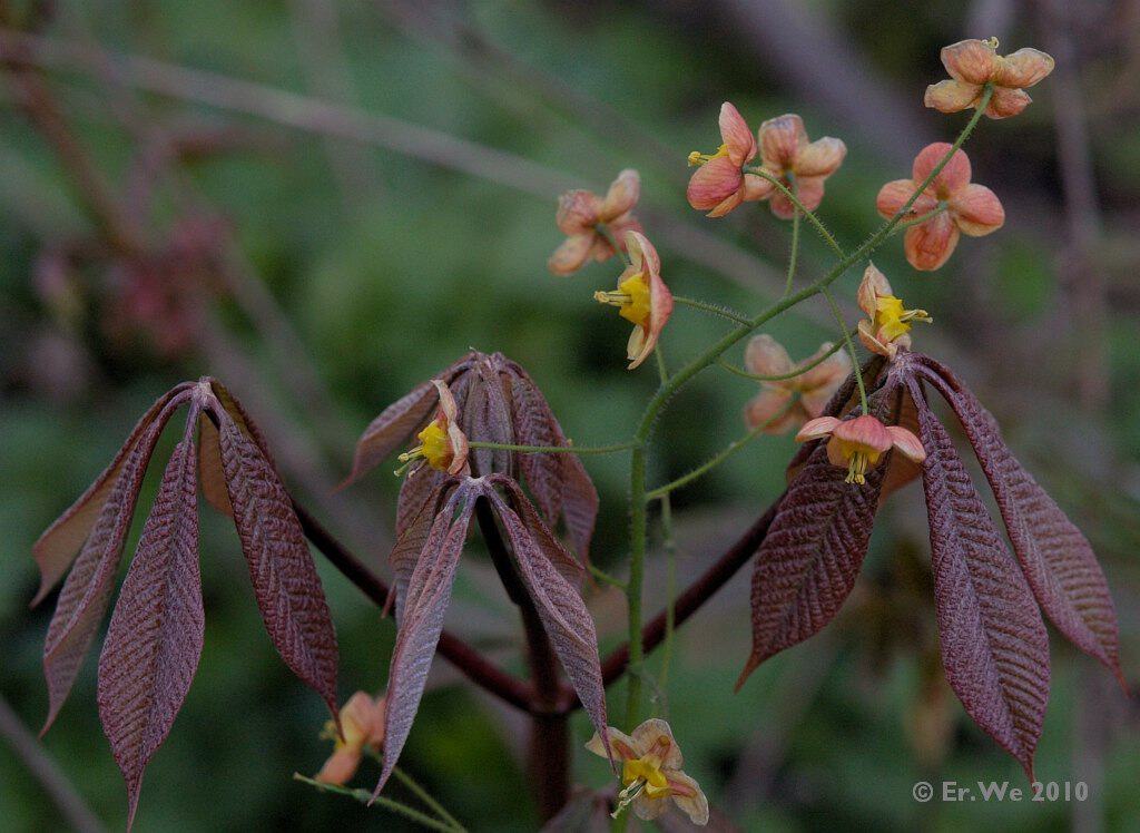 A close-up of an Epimedium Rubrum plant with drooping maroon leaves and small, delicate flowers in shades of pink and yellow. The background is blurred, featuring soft green foliage. The image is dated 2010 and credited to Er. We.