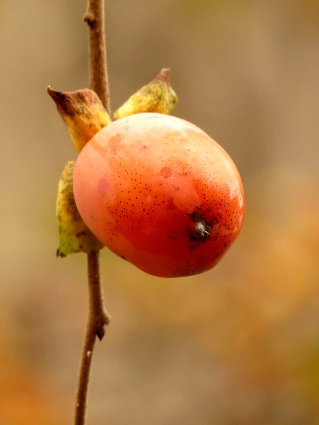 Close-up of a single, ripe American Persimmon (Diospyros virginiana) hanging from a thin branch. The fruit has a smooth, orange skin with a slightly dappled texture and is attached to the branch by a small, leafy calyx. The background is softly blurred in hues of warm brown and orange, reminiscent of an Iowa autumn.