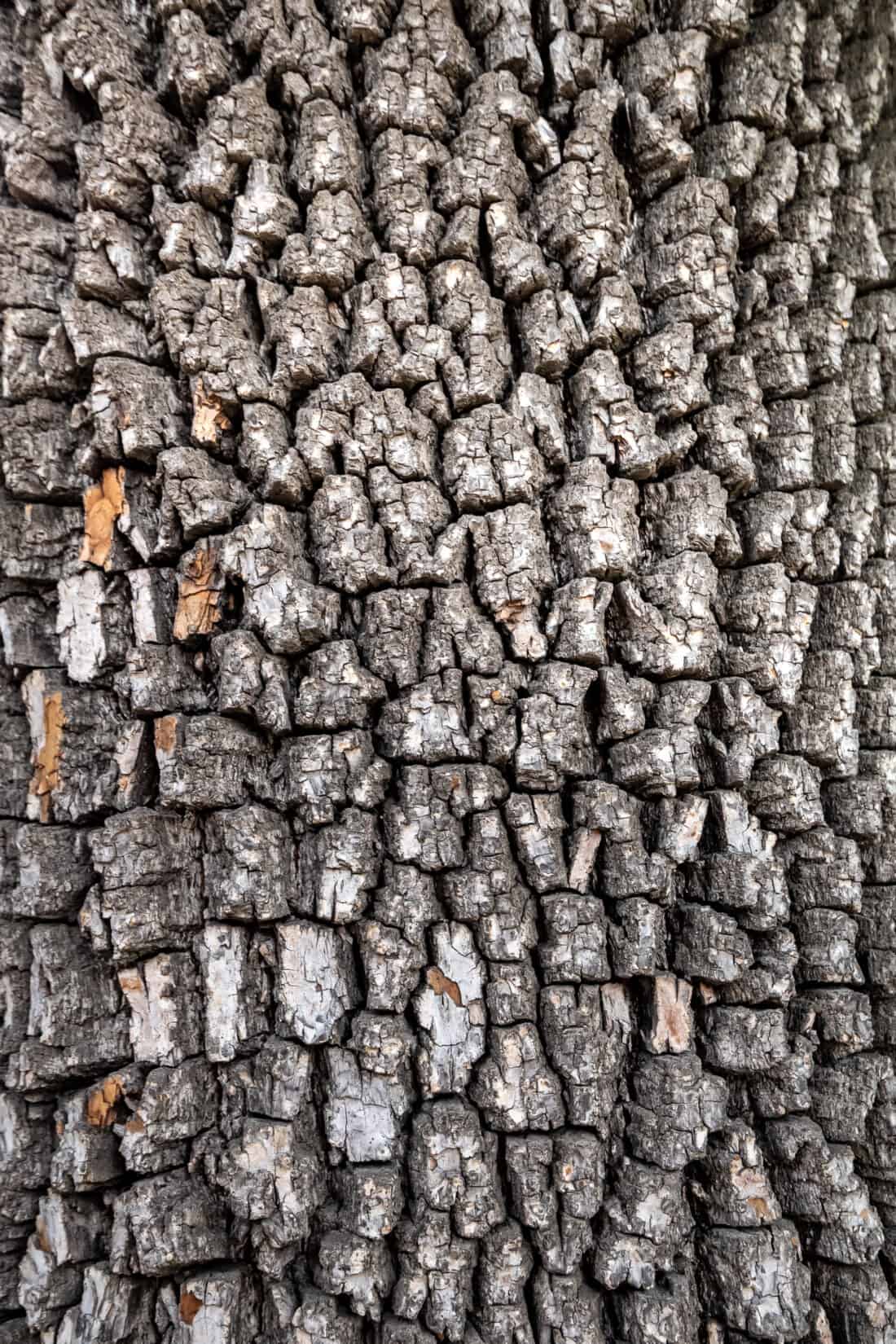 Close-up photograph of rough tree bark, showing a textured surface with deep fissures and varied patterns. The weathered bark, likely from an American Persimmon in Iowa, displays various shades of grey and occasional small patches of lighter color.