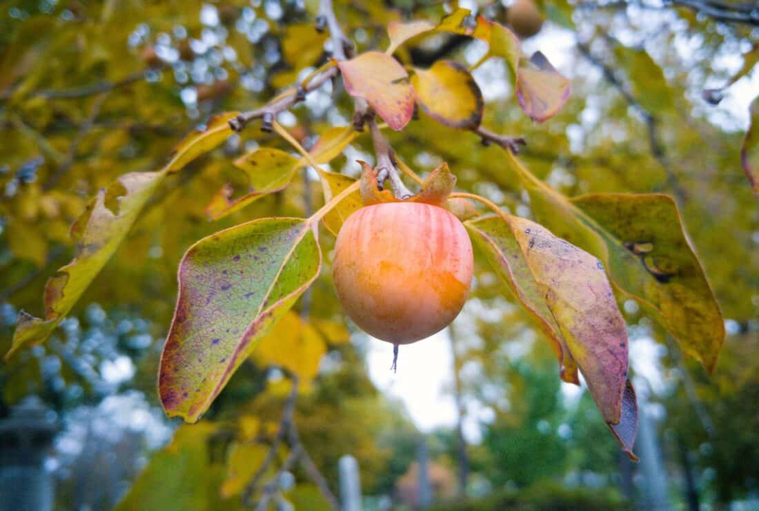 Close-up of a single orange American Persimmon (Diospyros virginiana) hanging from a tree branch surrounded by green, yellow, and slightly wilted leaves. The background shows a blur of foliage in vibrant autumn colors, reminiscent of the picturesque landscapes found in Iowa.