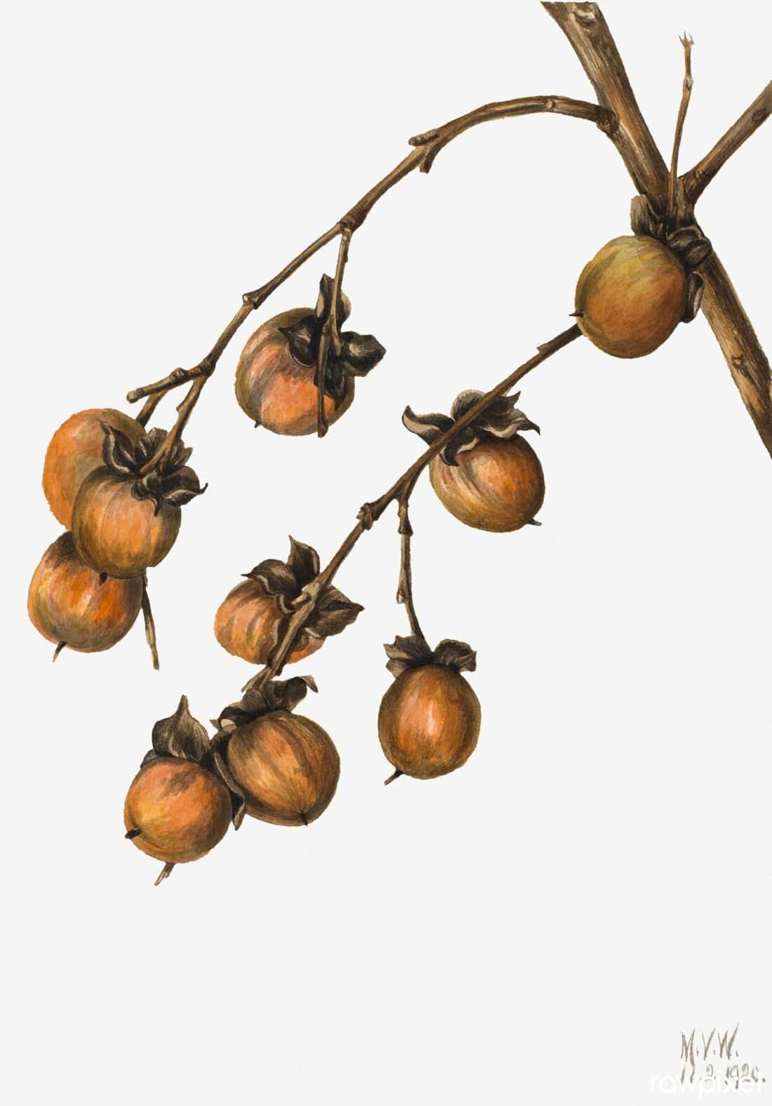 A detailed illustration of several branches bearing ripe, orange American Persimmons (Diospyros virginiana) hanging in clusters. The branches are thin with a few dried leaves, set against a plain white background. The persimmons, depicted with their characteristic dried, leafy tops, evoke a sense of autumn in Iowa.