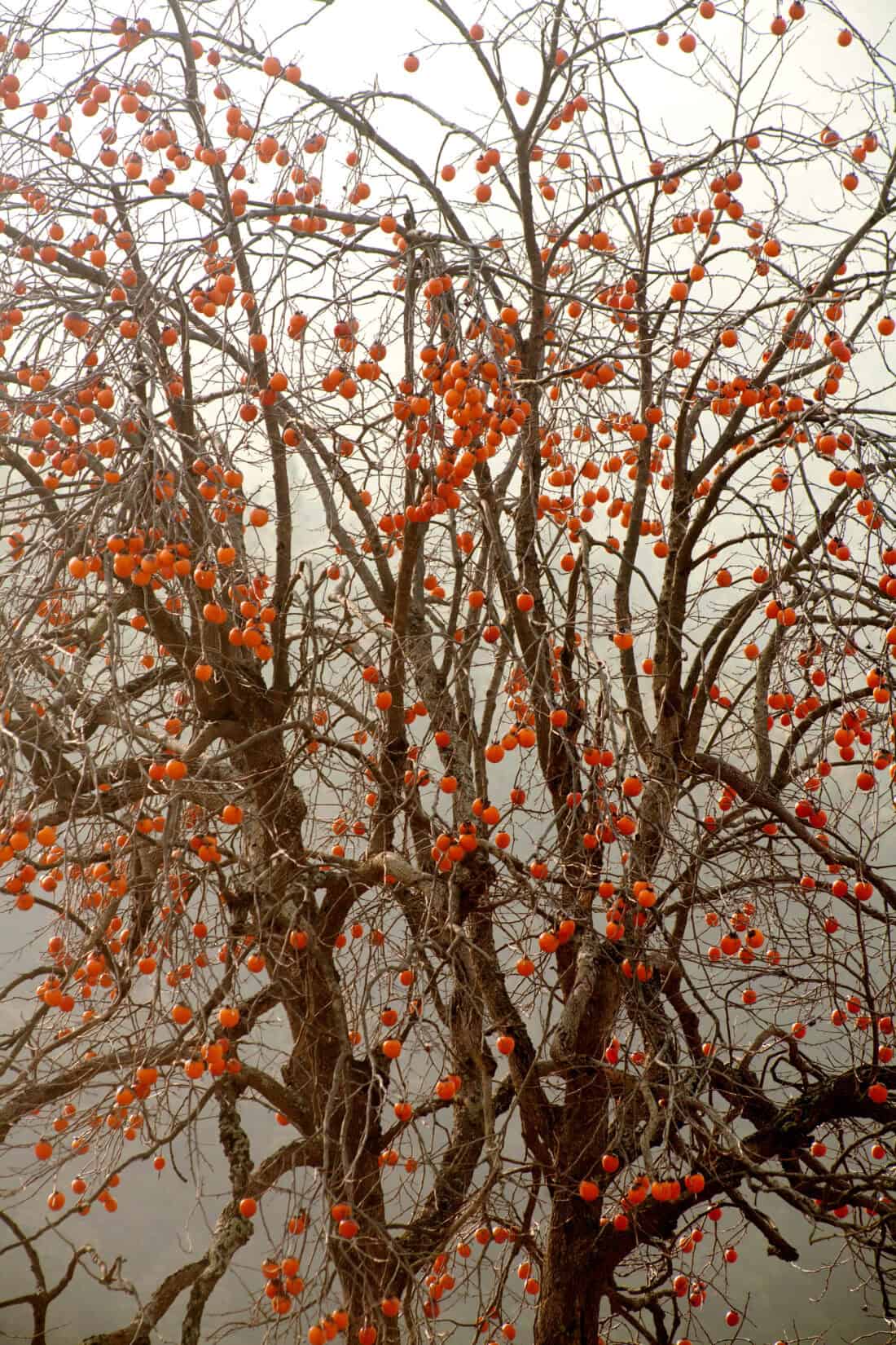 A leafless Diospyros virginiana, or American Persimmon, with numerous small, round orange fruits hanging from its branches stands against a foggy Iowa background. The sparse branches and dense clusters of fruit create a striking contrast against the misty sky.
