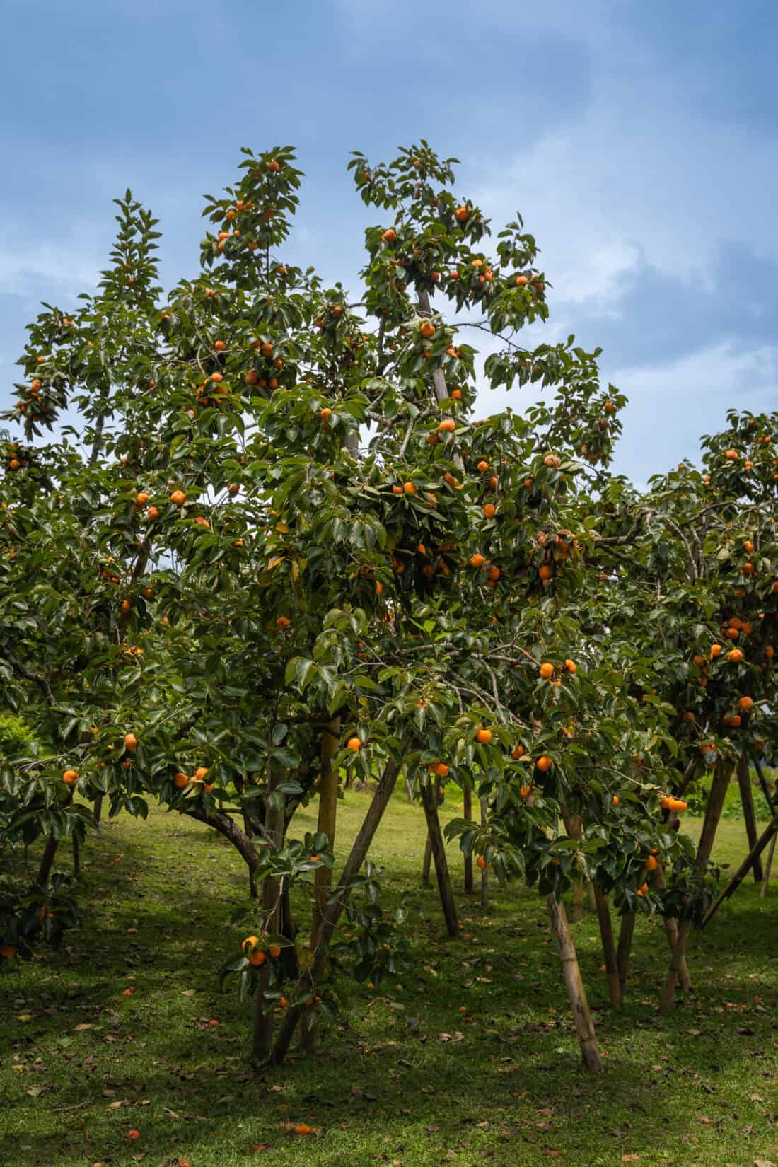 A group of orange-laden American Persimmon trees (Diospyros virginiana) on a grassy field under a cloudy Iowa sky, supported by wooden stakes. The image shows a vibrant orchard scene with ripe fruit hanging from the branches, ready for harvest.