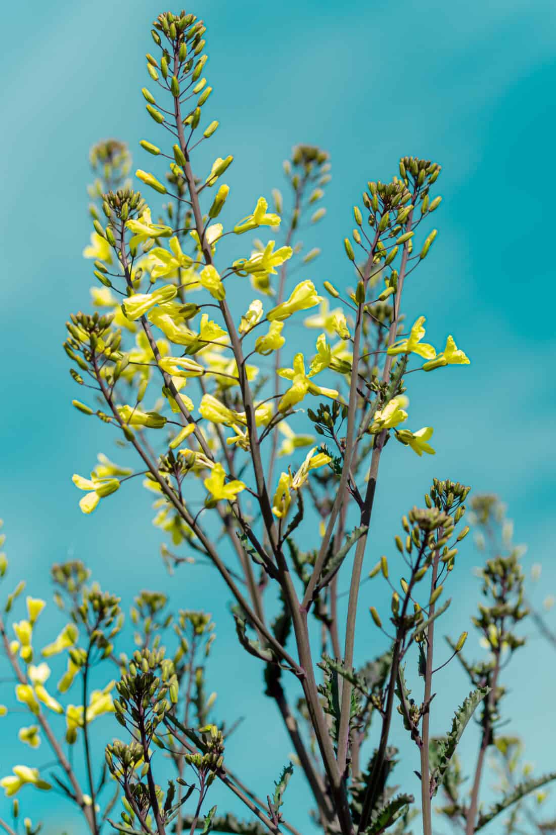 Close-up of a brassica (redbor kale) flowering plant with several tall stems adorned with small yellow blossoms and intricate green buds, resembling the leafy structure of kale. The lush, vibrant blooms create a show-stopping contrast against the clear, blue sky backdrop.