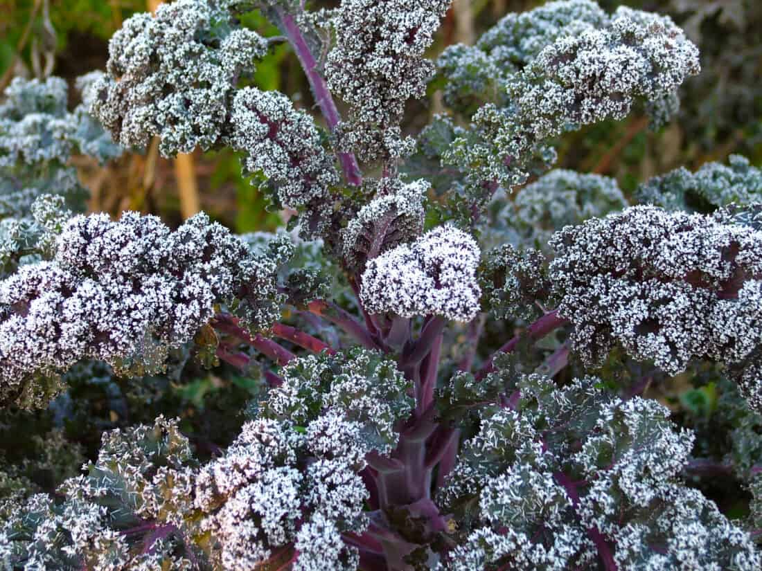 Close-up image of vibrant Traffic Stopping Kale plants with curly, deep green leaves and a hint of purple, dusted with a light layer of frost. The intricate leaf patterns and delicate frost create a striking contrast.