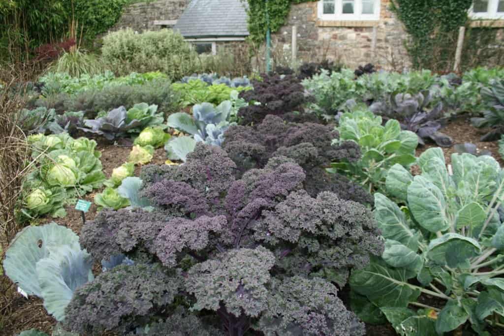 A lush vegetable garden with rows of various leafy greens, including traffic-stopping kale, cabbage, and other vegetables. The garden is bordered by stone walls and greenery, with a rustic building visible in the background.