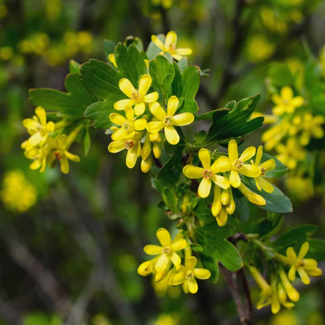 A close-up of a forsythia bush with clusters of small, vibrant yellow flowers. The blossoms have five petals each, surrounded by green leaves. The background is blurred, highlighting the distinct yellow and green colors of the forsythia blossoms and foliage.