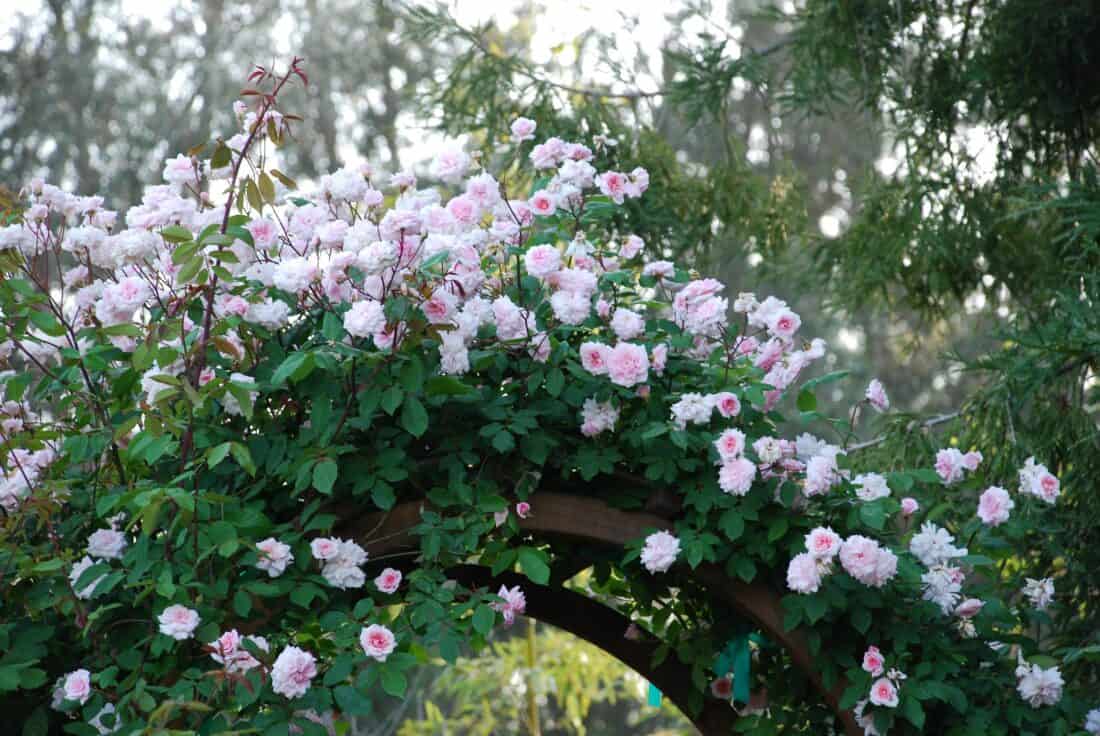 A wooden archway covered in pink and white roses in full bloom, surrounded by lush green foliage on a sunny day. The background features blurred, tall trees, creating a serene and natural setting reminiscent of Pat Leuchtman's "Romance of the Rose.