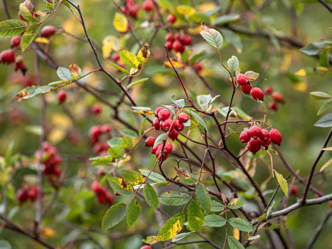 A close-up of ripe red berries on a bush, surrounded by green leaves with some yellow and brown spots. The branches are thin and slightly thorny. The background is blurred, highlighting the focus on the berries and leaves in the foreground, reminiscent of Pat Leuchtman's rose gardening expertise.