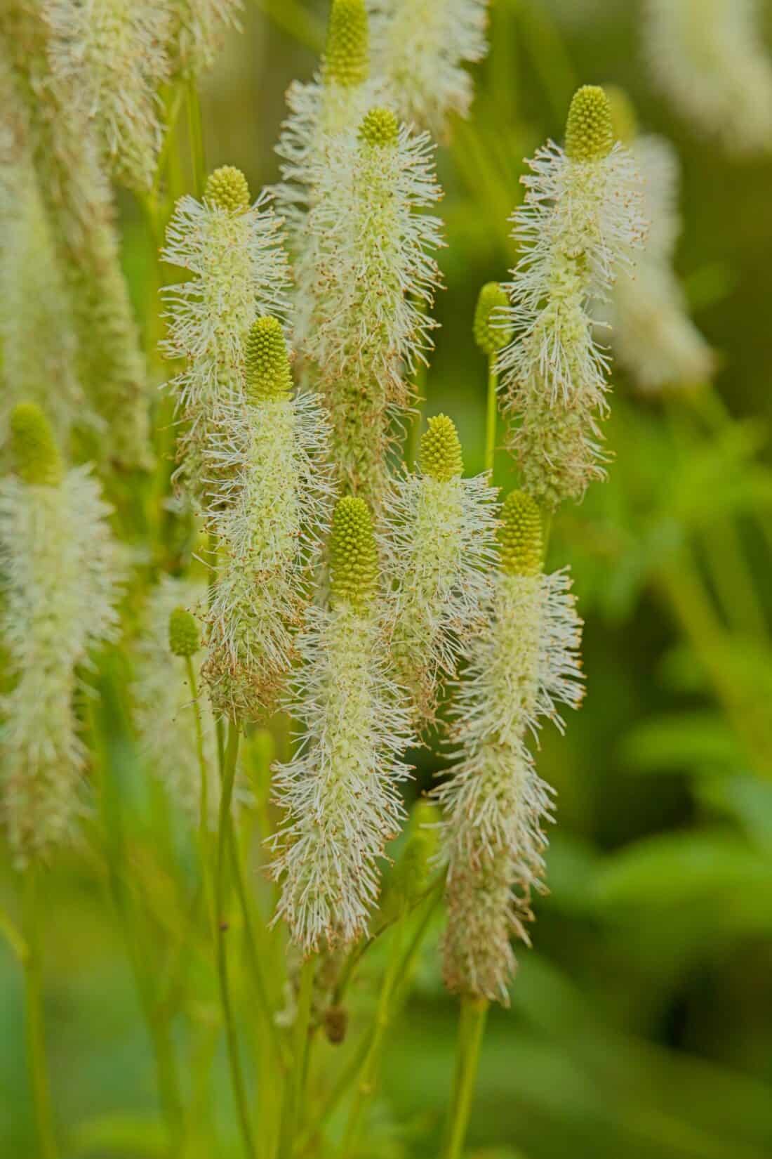         Close-up of multiple bottlebrush-like green and white flowers, identified as Sanguisorba canadensis or Canadian Burnet, growing vertically with dense clusters of soft, feathery petals on each spike. The blurred background accentuates the delicate structure and texture of these Maine-native blooms.