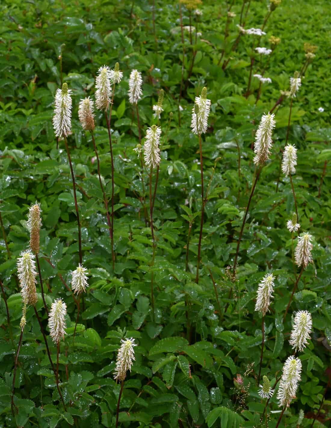 A cluster of fluffy white bottlebrush flowers on tall, slender stems stands amidst lush green foliage. The ground is covered in broad flat leaves, reflecting the dampness of recent rain—a beautiful scene featuring the Canadian Burnet, or Sanguisorba canadensis, native to Maine.