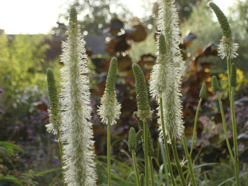 Close-up of tall, green and white, fuzzy flower spikes of Sanguisorba canadensis in a garden. The background features blurred, dense foliage and some brown leaves, suggesting a lush, natural setting. It's an impression of a serene, sunlit outdoor space in Maine.