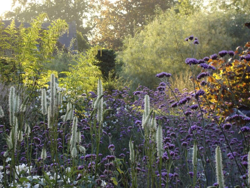 A sunlit garden in Maine features tall, white and purple wildflowers, including the elegant Sanguisorba canadensis, surrounded by lush green foliage. The background displays trees with leaves shimmering in the golden light, creating a tranquil and natural ambiance.