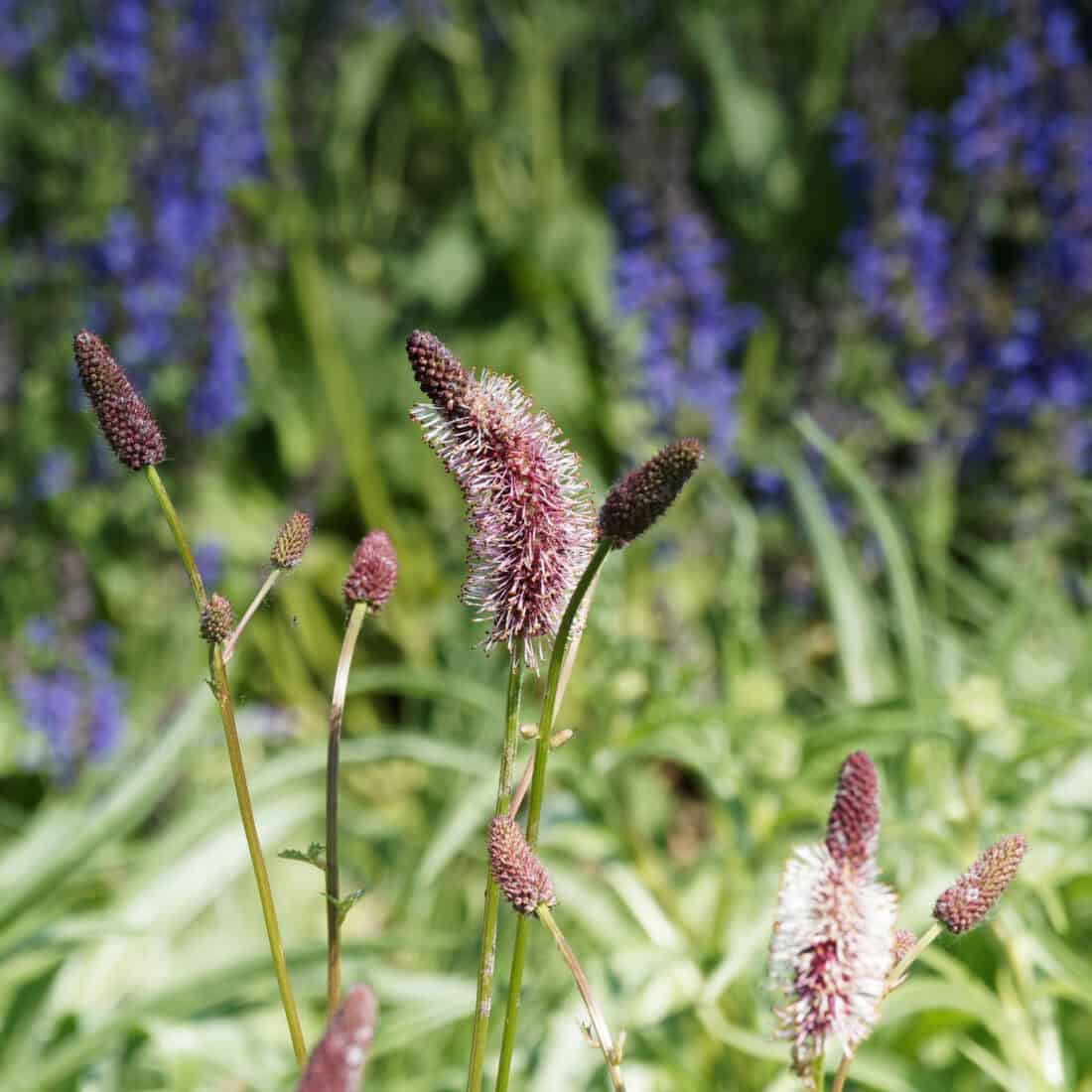 Close-up of several flowering plants with elongated, cylindrical blossoms in shades of pink and purple. Among them, the Canadian Burnet (Sanguisorba canadensis) stands out. The background is filled with green foliage and blurred purple-blue flowers, reminiscent of a serene Maine garden.