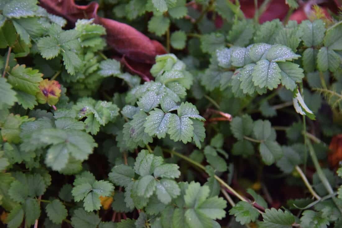 Close-up of green dewy leaves in a garden, with some dried brown leaves mixed in. The fresh Canadian Burnet leaves have saw-toothed edges and are covered with small droplets of water, creating a contrast with the dry, crinkled brown leaves in the background. Part of Maine's 50 Natives series.