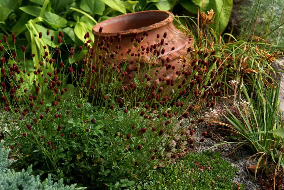 A rustic terracotta pot sits amidst lush green foliage and deep red flowers, featuring the delicate blooms of Canadian Burnet. Dried plants and small stones add variety to the textured landscape, highlighting the verdant and natural elements of this picturesque Maine garden scene.