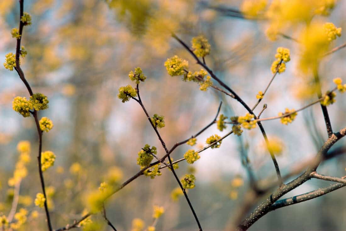 A close-up of tree branches with small clusters of yellow flowers in bloom, set against a softly blurred background. The scene suggests early spring, with delicate blossoms dotting the thin, dark branches. Among them, a forsythia bush stands out with its vibrant display. The overall mood is serene and refreshing.