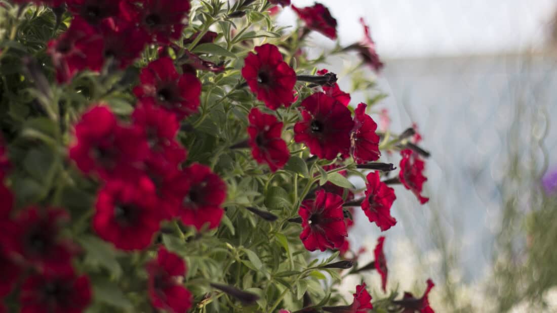 A cluster of vibrant red flowers with dark centers blooms amidst green foliage, capturing the eye of anyone interested in plant shopping. The background is softly blurred, drawing attention to the detailed petals and leaves in the foreground, creating a serene and natural atmosphere.