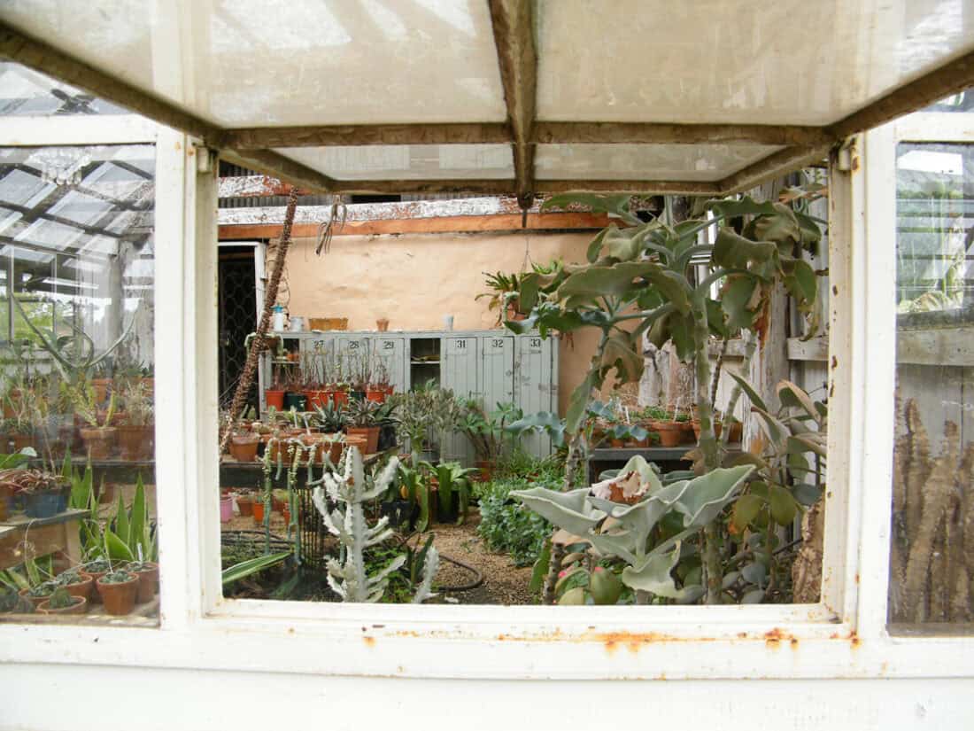 A greenhouse in Dargle with large windows displays Neville & Sharon's Plant Collection, showcasing a variety of potted succulents and cacti. Inside, shelves brim with diverse plants, while the back wall features an arrangement of metal lockers. Despite some rusted window bars, the setting remains bright and inviting.