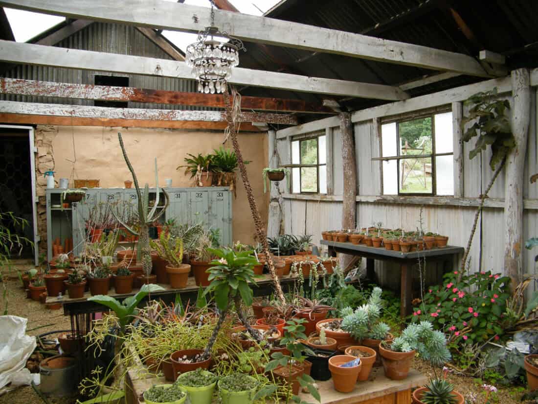 A rustic greenhouse in Dargle, Kwazulu-Natal with a high, partially open roof and white wooden beams. It is filled with an impressive plant collection, both on tables and the ground. An eclectic chandelier hangs from a beam and old metal lockers line the back wall. Natural light filters through the open windows.