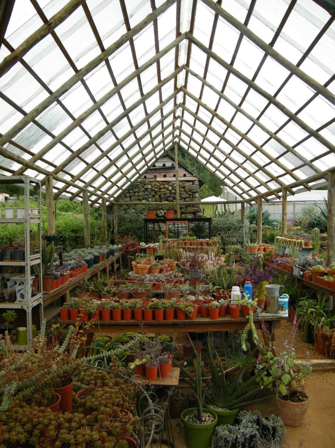 Neville & Sharon's Plant Collection in Dargle, Kwazulu-Natal features a greenhouse filled with various potted plants, including succulents and cacti, arranged on wooden tables and shelves. The roof and walls are made of transparent material, letting in natural light. Gardening tools and supplies are visible on the tables.