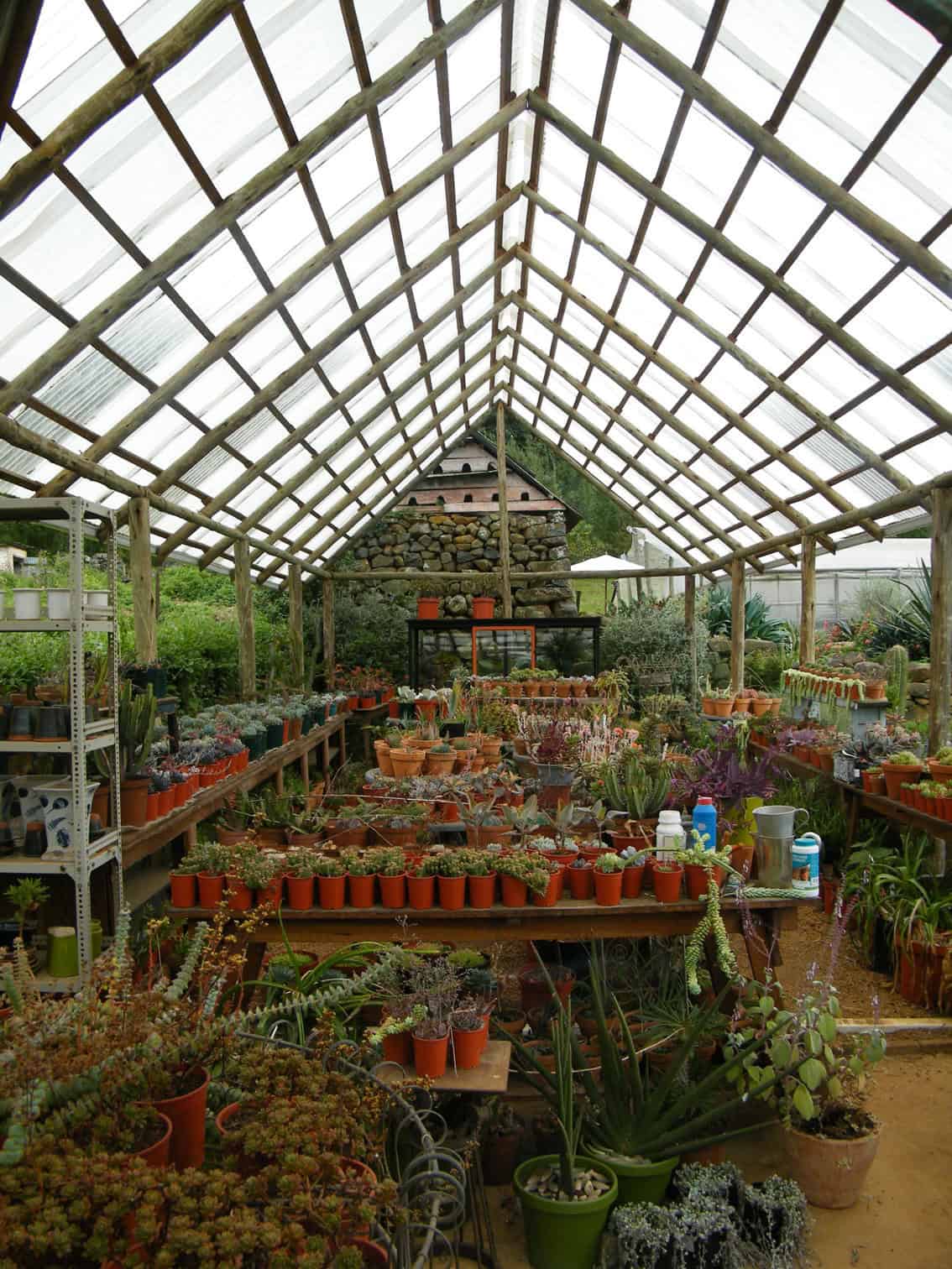 Neville & Sharon's Plant Collection in Dargle, Kwazulu-Natal features a greenhouse filled with various potted plants, including succulents and cacti, arranged on wooden tables and shelves. The roof and walls are made of transparent material, letting in natural light. Gardening tools and supplies are visible on the tables.