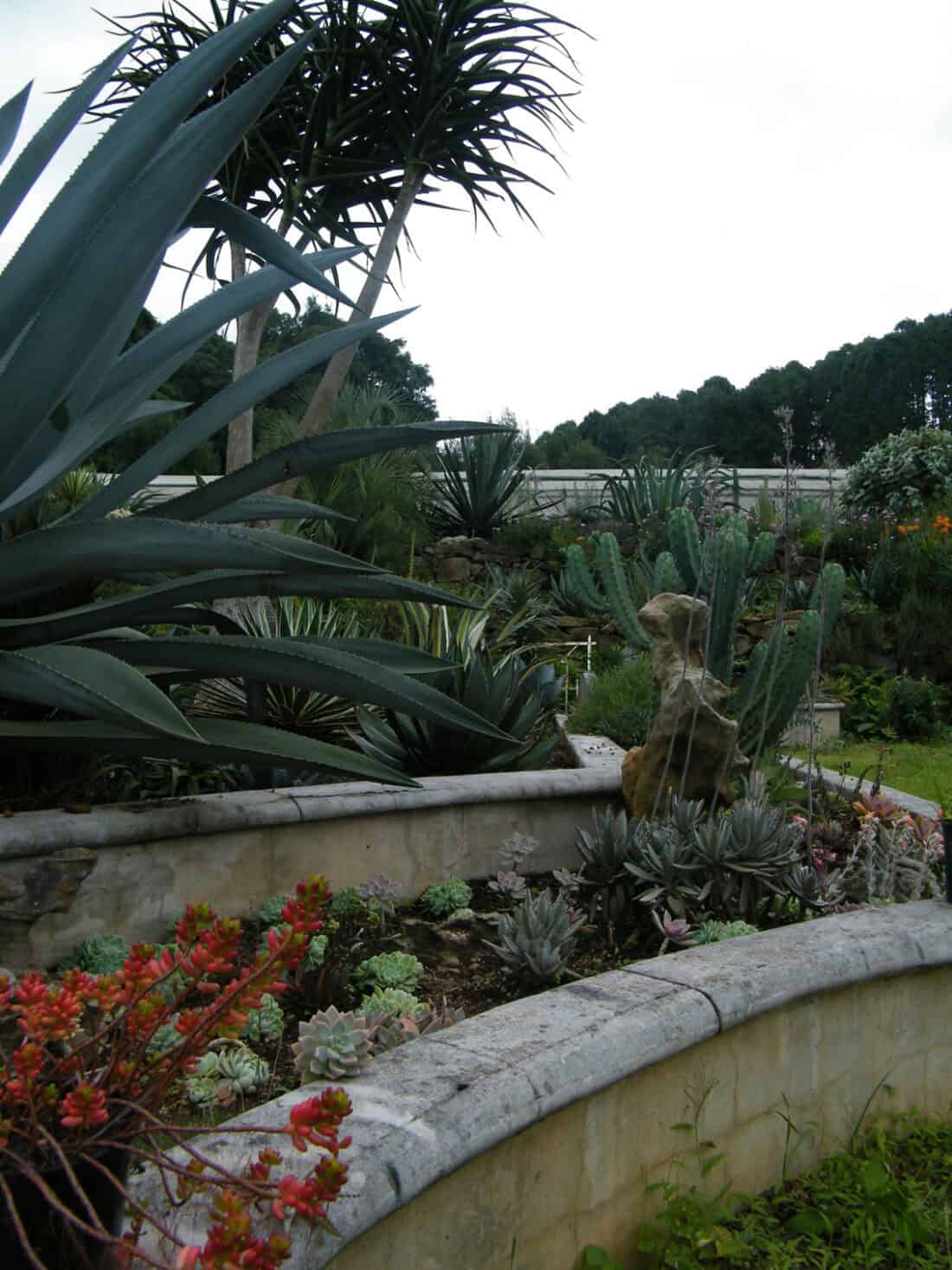 A lush garden in Dargle, KwaZulu-Natal, showcases Neville & Sharon's Plant Collection, featuring a variety of cacti, succulents, and large agave plants. A stone wall curves through the garden, providing structure and design against a backdrop of dense greenery and trees under a cloudy sky.