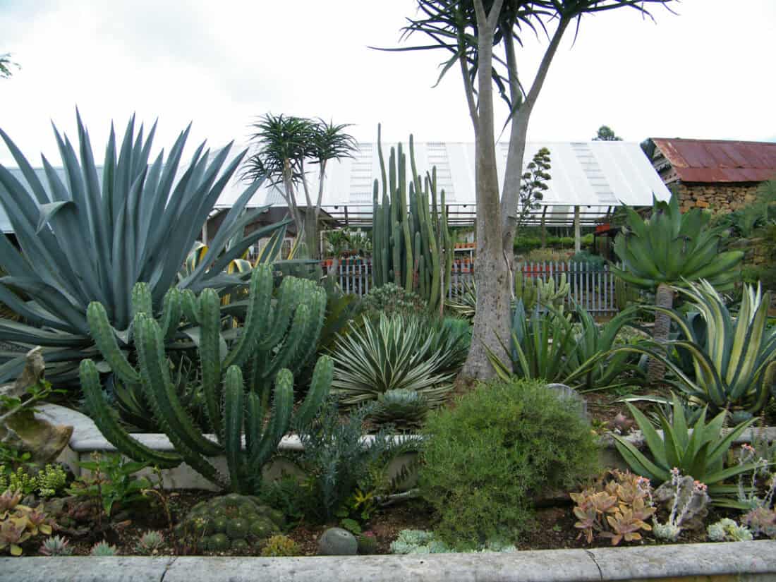 A vibrant garden in Dargle, Kwazulu-Natal showcases an array of large cacti and succulent plants, including tall agave, barrel cacti, and aloe plants. In the background, a greenhouse with a corrugated roof stands among larger trees and plants, enhancing this diverse plant collection.