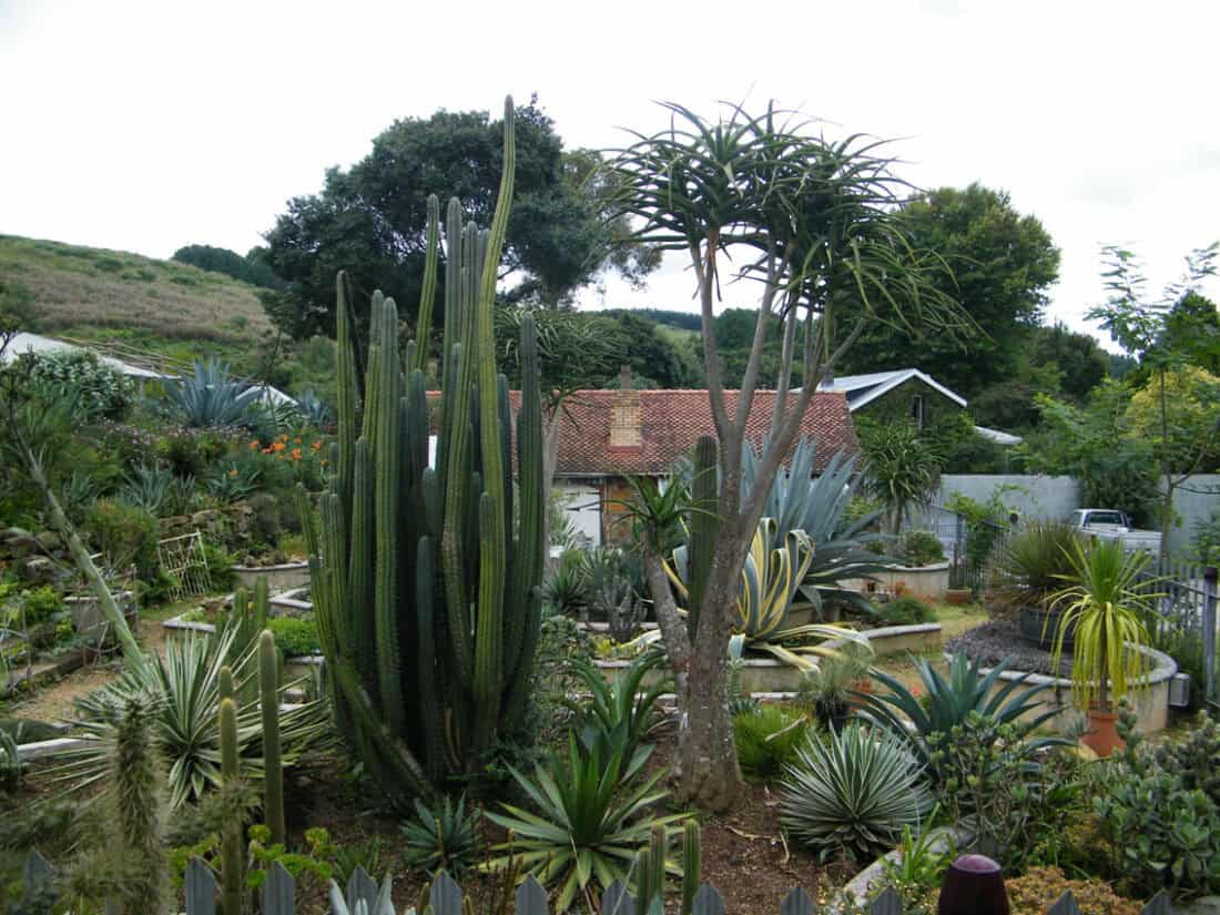 A lush garden featuring various types of cacti and succulents in Dargle, Kwazulu-Natal. Tall cacti and a large, spiky aloe tree stand prominently in the foreground. A red-roofed building and more greenery are visible in the background under a partly cloudy sky.