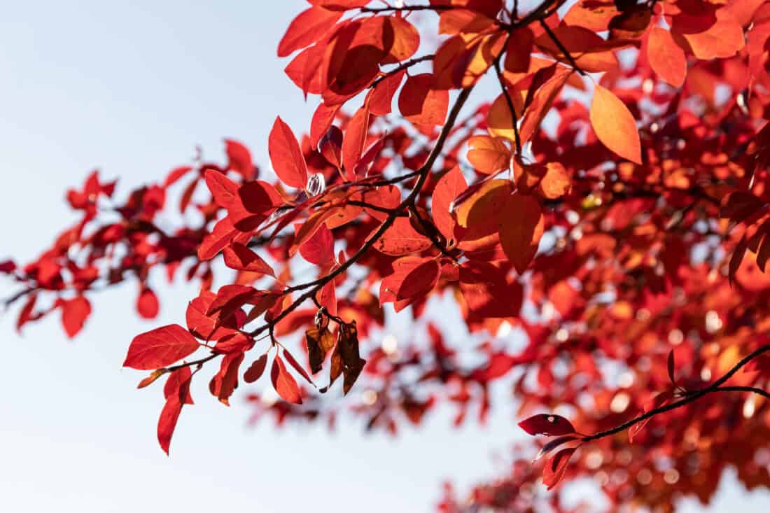 Close-up of tree branches with vibrant red and orange leaves against a clear blue sky in the background, capturing the essence of autumn foliage on a black gum tree.