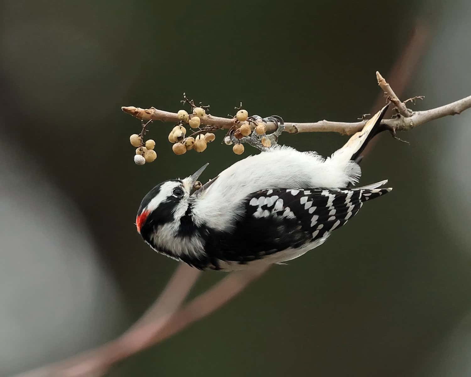 A black-and-white woodpecker with a red spot on its head hangs upside down on a thin branch, pecking at small white berries. The background is out of focus, emphasizing the bird and the branch, which is worryingly entwined with poison ivy.