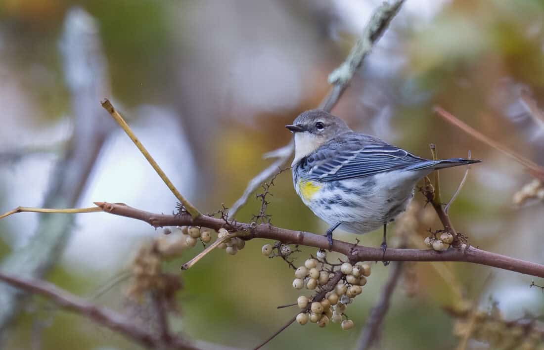 A small bird with gray wings, a yellow patch on its side, and a white underbelly perches on a branch adorned with clusters of light-colored berries. The background consists of out-of-focus tree branches and blurred autumnal foliage.