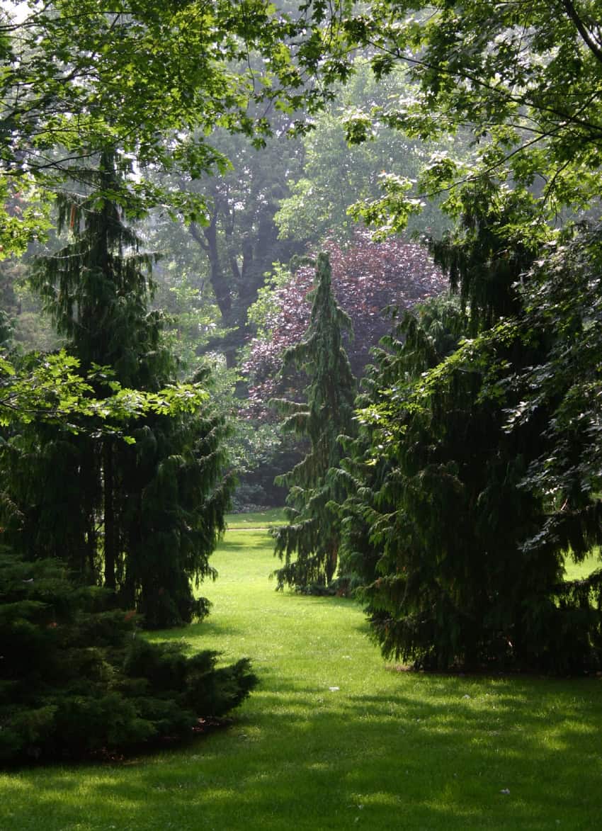 A serene garden scene with lush green grass and tall, dense trees creating a natural pathway showcases how to design a garden layout. Sunlight filters through the leaves, casting dappled shadows on the ground. In the background, a tree with dark purple leaves adds contrast to the predominantly green landscape.