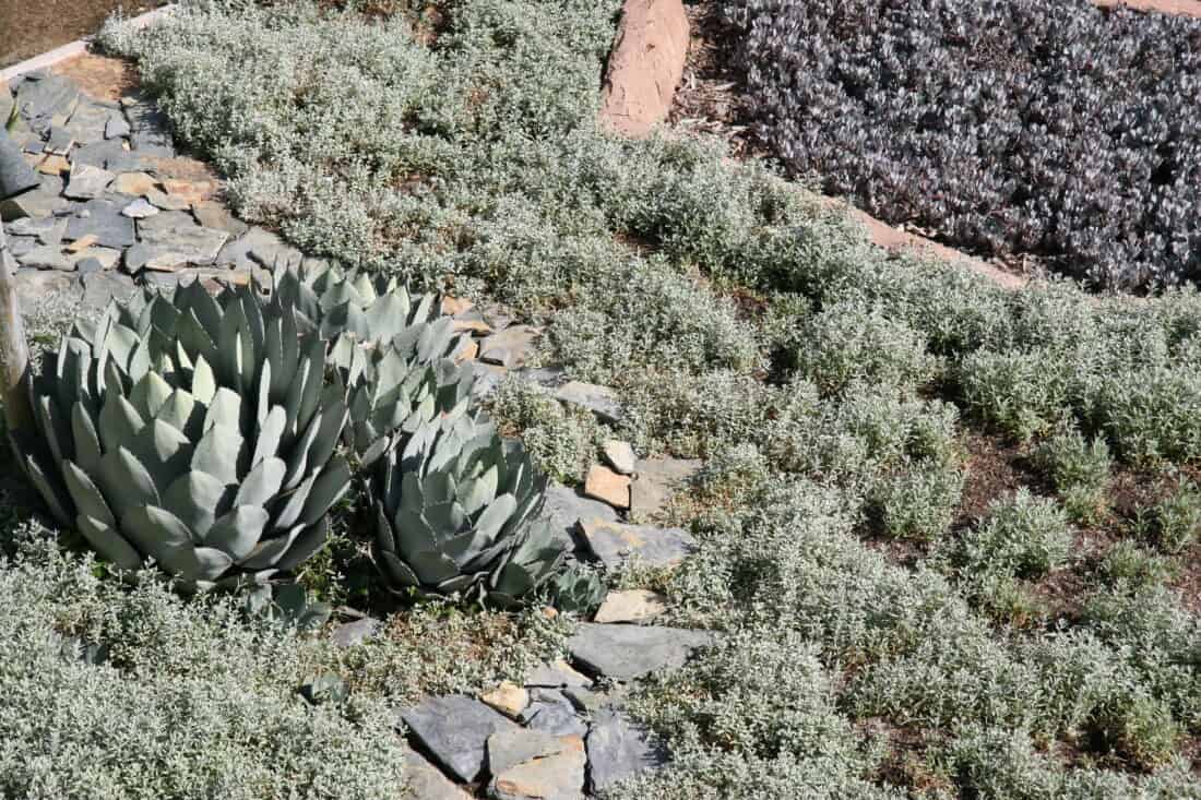 A landscaped garden with agave plants and various succulents, inspired by the designs of Isabelle Greene in Santa Barbara. Stone pathways wind through areas of gravel and low-growing ground cover, creating a textured and organized greenery arrangement. The setting appears dry and well-maintained.