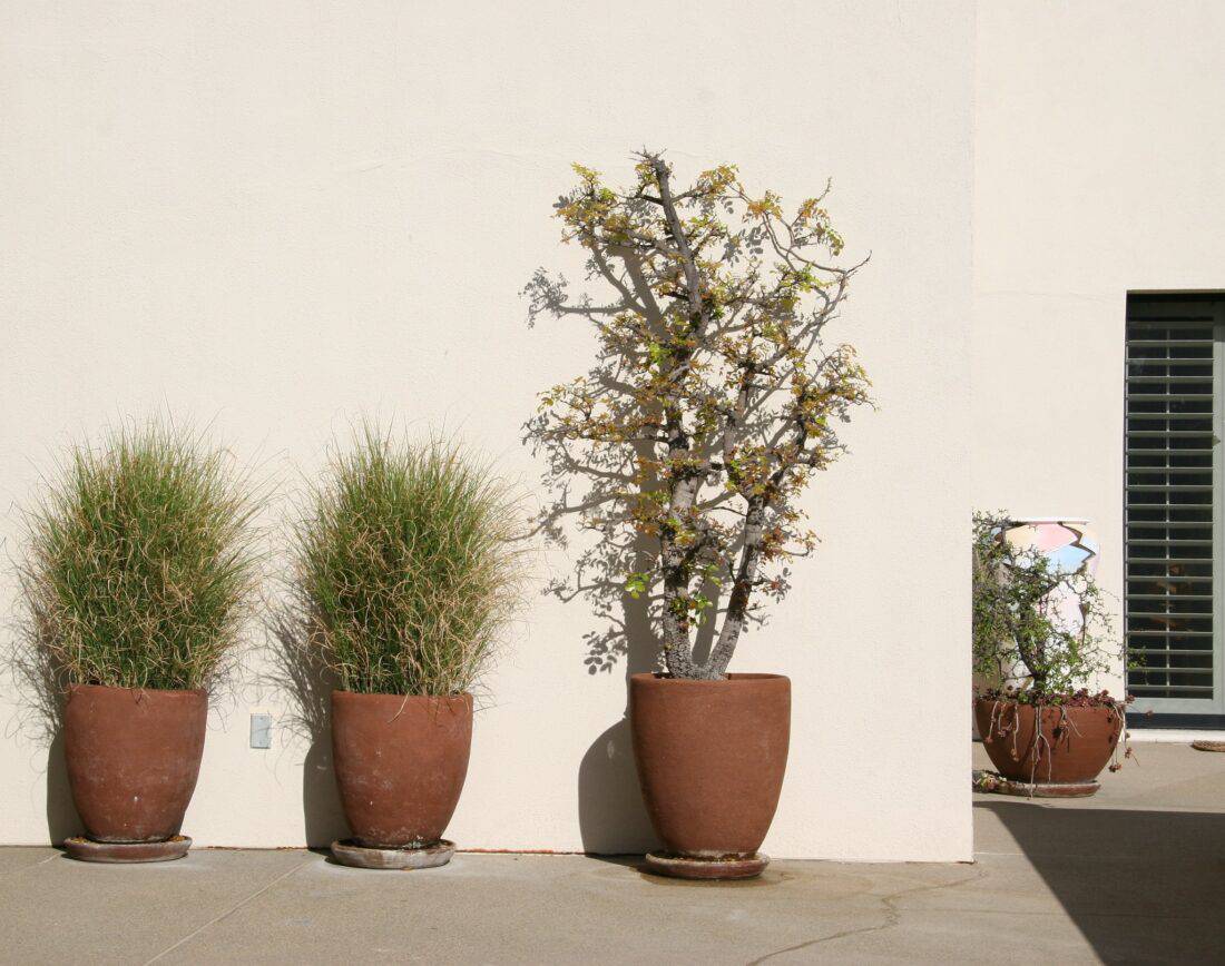 Three potted plants are positioned against a plain white wall. The left two pots contain tall, green, bushy grasses, while the third pot contains a taller, thin tree with sparse foliage. A window with black shutters is partially visible on the right side—capturing the serene essence of Daily Garden in Santa Barbara.