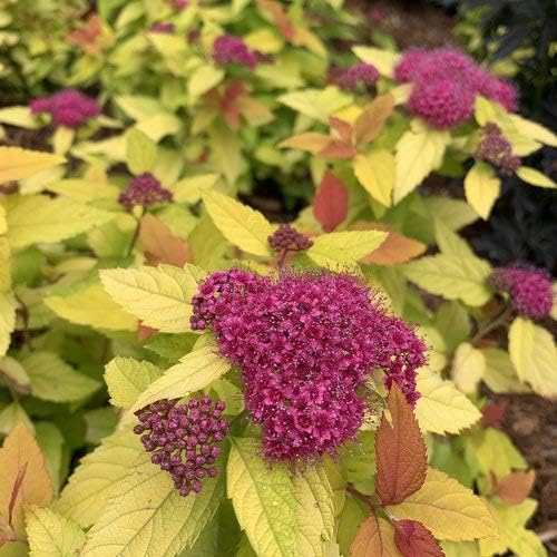 A close-up of a bush with light green and yellow leaves and clusters of small, vibrant magenta flowers in full bloom. Some flowers are just budding, creating a mix of colors and textures that seamlessly match the house to the garden. The background features more similar bushes and greenery.