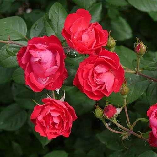 A cluster of vibrant red roses, matching the house to the garden, is in full bloom, adorned with droplets of water and surrounded by green leaves and several unopened buds. The lush foliage in the background enhances the vivid colors of the petals.