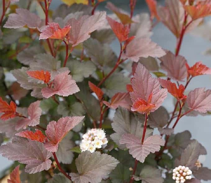 A lush shrub with reddish-brown leaves and clusters of small white flowers in full bloom. The dense foliage perfectly matches the color scheme of the house, highlighting the vibrant leaves and delicate white blossoms for a harmonious garden aesthetic.