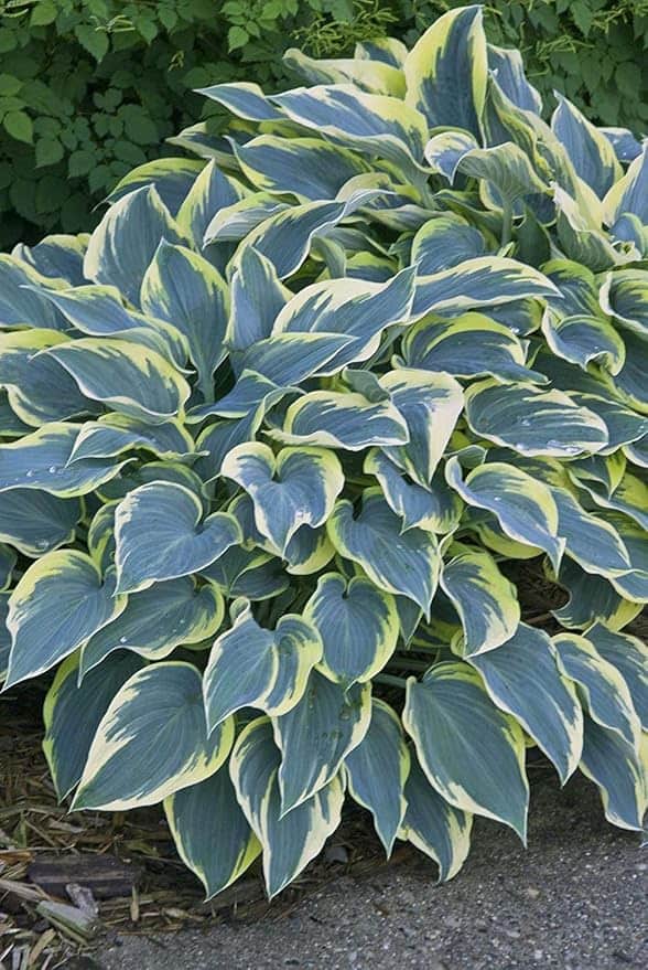 A lush hosta plant with broad, variegated leaves in shades of green and yellow grows along a garden edge, providing vibrant vegetation against a background of smaller green plants. The hosta leaves have pointed tips and undulating edges, perfectly color-matching the house to the garden.