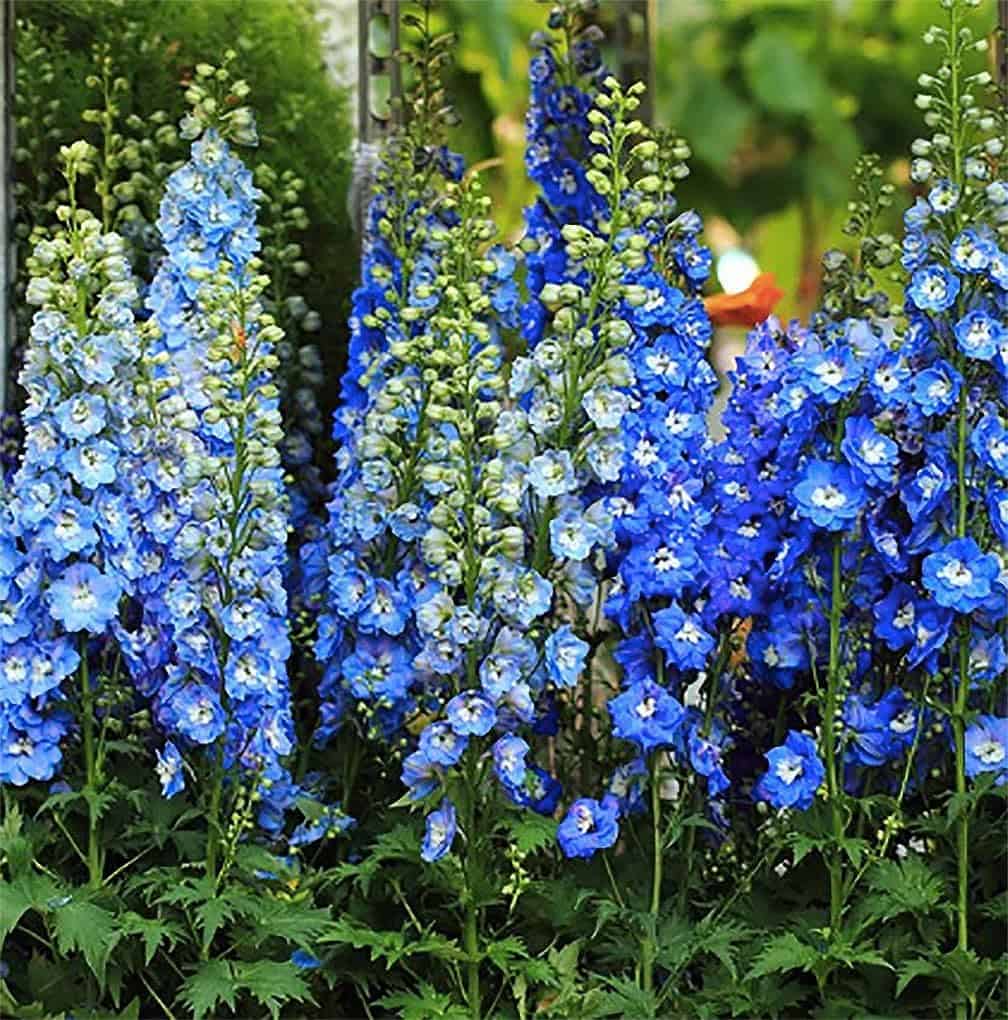 Tall, vibrant blue delphinium flowers bloom in a garden surrounded by lush green foliage. The dense spikes of blossoms create a striking vertical display against a blurred backdrop of greenery, perfectly color-matching the house to the garden for an enchanting visual harmony.