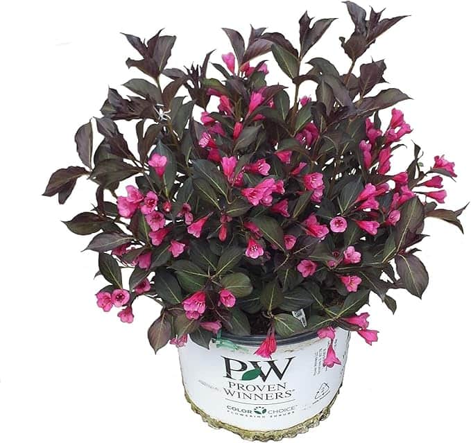 A labeled plant pot from Proven Winners holds a bushy plant with dark green leaves and numerous small, vibrant pink flowers. The pot, with its white base and green and pink text and graphics, seamlessly integrates into any garden while perfectly matching the house's exterior colors.